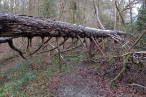Some courses encountered this fallen tree at the Balcombe "adventure playground" on 9 Feb 2025