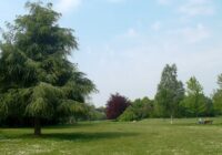 Trees in Oaks Park by Des Blenkinsopp