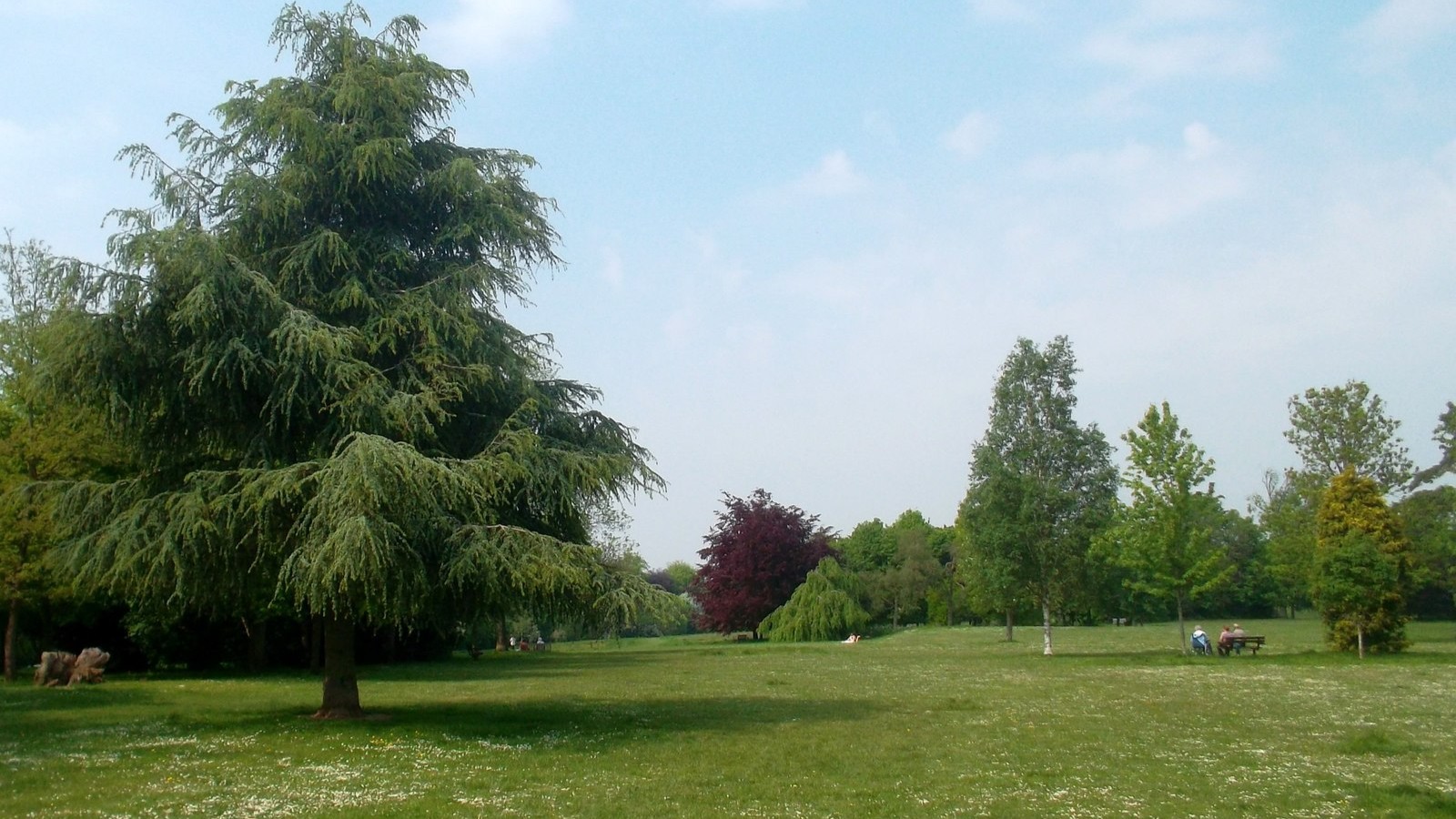 Trees in Oaks Park by Des Blenkinsopp